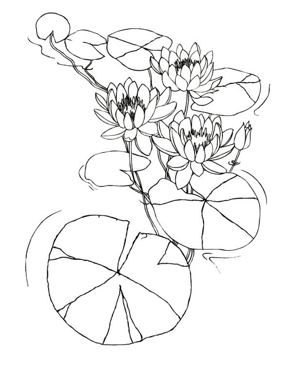 Desenho para colorir de Flores e folhas da vitória-regia