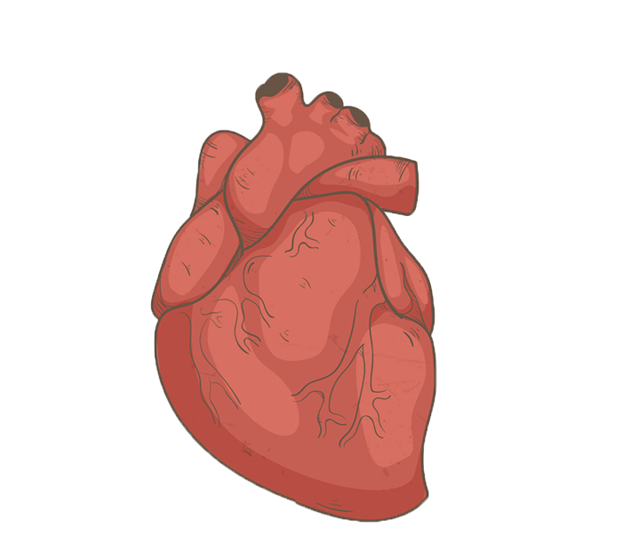 Hand Drawn Human Heart Png Com Fundo Transparente