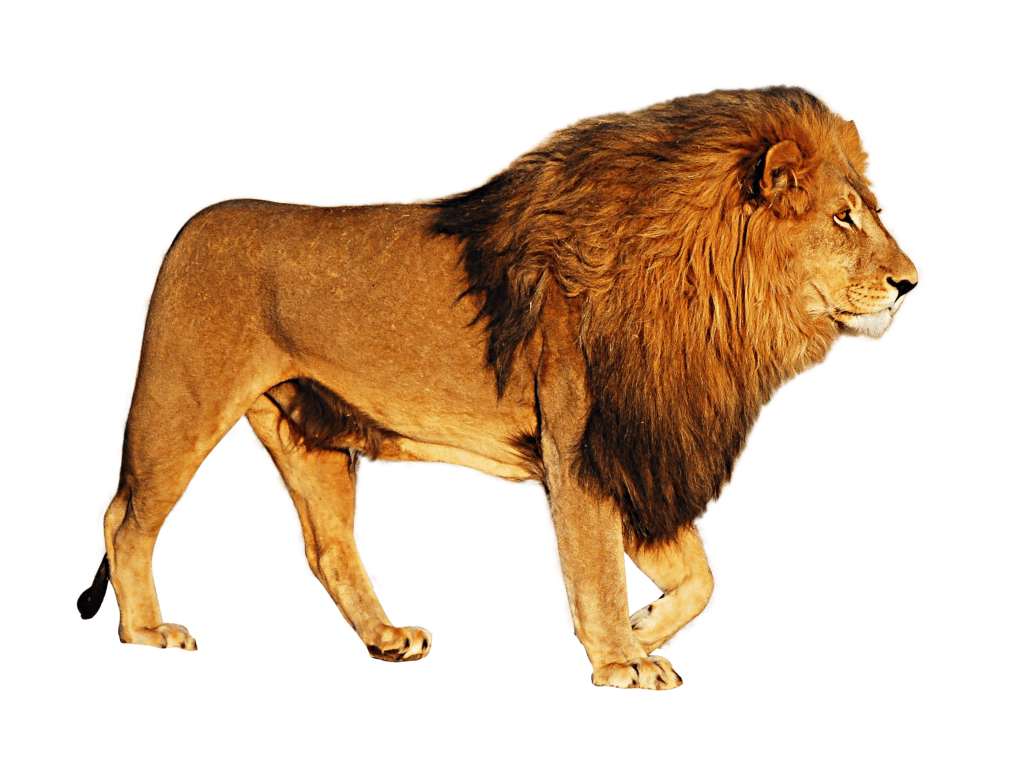 Lion - Foto Leão PNG com fundo transparente grátis!