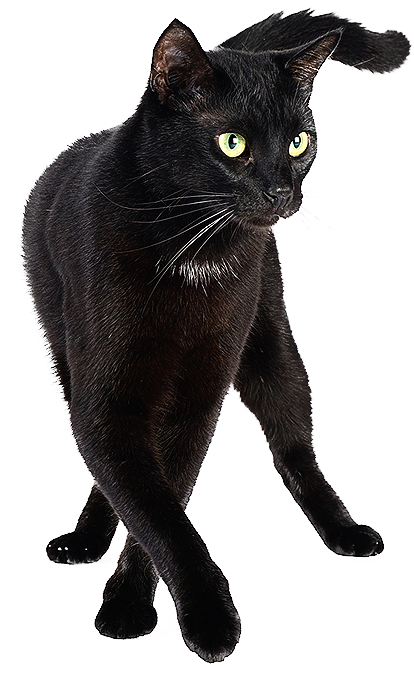 Imagem Cat PNG - Gato Preto em PNG de alta resolução